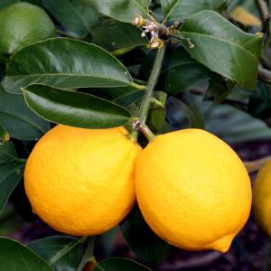 Лимон цитрус (в тубе)