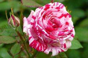 Флешинг роза на белых лепестках рассыпались нежно-розовые полосы.спрей 1шт