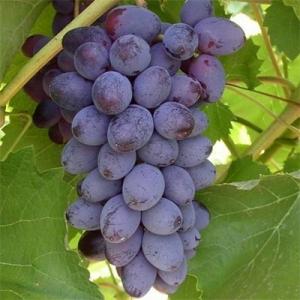 Юпитер виноград,  очень ранний, ягоды темно-фиолетовые с синим отливом