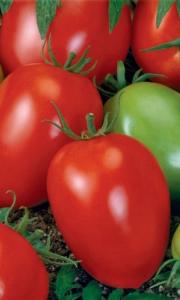 Канопус томат весовые