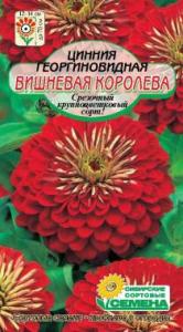 Вишневая королева цинния 0,3г (ссс)