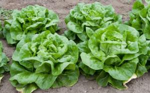Витамин роста кочанный салат