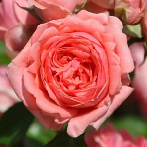 Кимоно роза флорибунда,розовые бутоны.