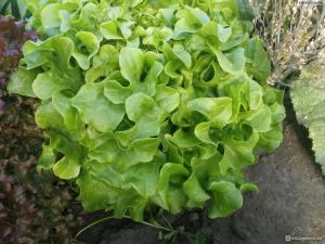 Букет салат листовой весовые 