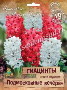 Гиацинт Подмосковные вечера смесь окрасок 10шт (14/15)