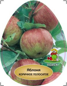 Коричное полосатое яблоня полукарликовая Двухлетка (дерево) ПОИСК