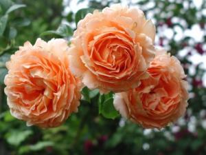 Полька плетистая роза, розовая, 1шт.