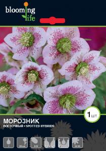 Споттед Хайбридс морозник 1шт, 50см