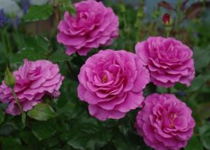 Шокинг Блю флорибунда роза розово-лиловая 1шт