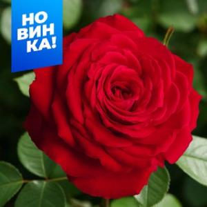 Ноэми де Ротшильд роза грандифлора 1шт, бутоны темно-красного цвета.