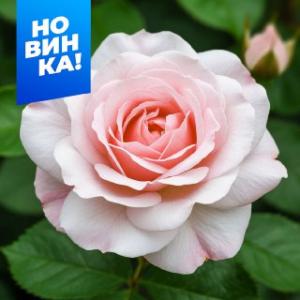 Роберто Капуччи роза чайно-гибридная 1шт, цветы светло-розового цвета, с персиковой серединкой