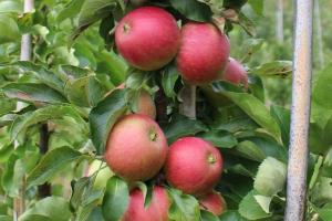 Васюган яблоня колонновидная (в тубе) Поиск
