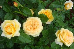 Дива роза светло-желтые цветки ПРЕМИУМ 1шт 
