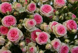 Мими Эдем цвет розовый,кусты по высоте от 35 до 60
