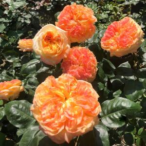 Анри Дельбар роза чайно-гибридная ПРЕМИУМ, медно-оранжевых оттенках