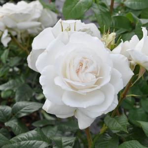 Аннапурна роза чайно-гибридная белая 1шт.