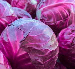 Ранитоп (ранняя красавица)к/к капуста краснокочанная