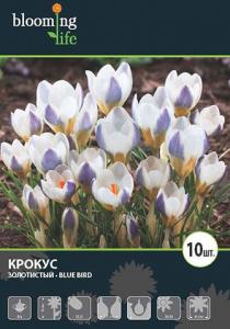 Блю Бёрд крокус бело-фиолет.(15см) 10шт (5/+)