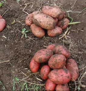 Розара ЭЛИТА картофель (раннеспелый сорт) сетка 5кг