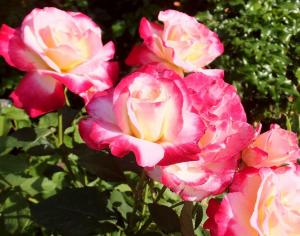 Делайт мини роза кремово-розовая спрей 1шт 