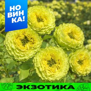 Лемон Зетс роза шраб 1шт 