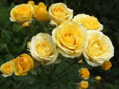 Санлайт романтика роза ярко-желтыми чашевидными, густомахровыми цветками с золотистым отте спрей 1шт