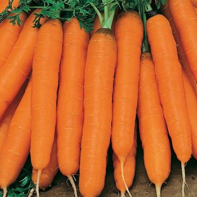 Амстердамска морковь весовые