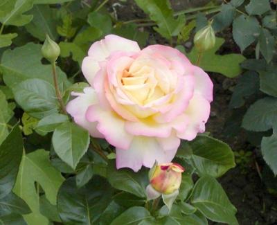 Глория Дей Клайминг роза, кремово-розовая, 1шт.