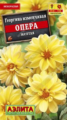 Опера желтая георгина  (а)