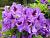 Блю Джей рододендрон гибридный цветки лавандово-синие с пурпурным пятном (в тубе)