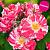 Пинк мейпл (Флорибунда (кустовая),цветы со снежно-белым центром и редкими полосами и штрихами