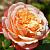 Амальтея роза (флорибунда Премиум),  нежный желтый цвет с ярким малиновым краем на нижнем ряду.