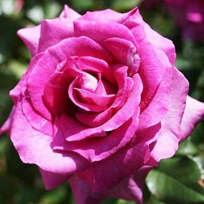 Интрига роза флорибунда, пурпурно-сливовая окраска 1шт.