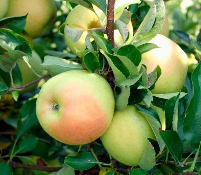 Осеннее низкорослое карликовая яблоня (в тубе) (Поиск)