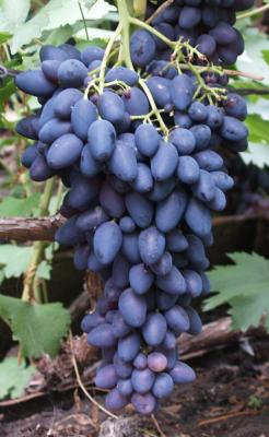 Кармен виноград 1шт раннеспелый, ягода красно-фиолетовая