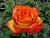 Голден меджик роза чайно-гибридная 1шт. Цветки с желто-красным густомахровым бутоном