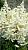 Элли астильба японская белый 2шт (60см)