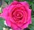 Адель роза, бутоны собраны из атласных лепестков цвета фуксии 