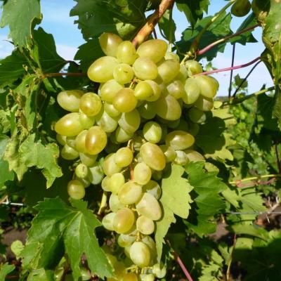 Аркадия виноград, раннего срока цвет ягод белый, зелено-желтоватый