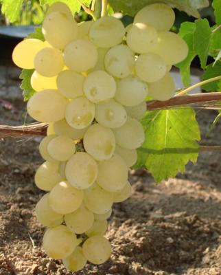 Лора виноград, очень ранний, цвет ягод салатно-белый.