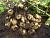 Кемеровчанин  ЭЛИТА Картофель 5кг сетка (Среднеранний сорт(65-80дней)) 