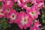 Лимбо Роуз петуния крупноцветковая 1000шт-уп.