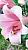 Беллсон светло-розовая лилия 5шт (14/16) (110см)ЛО