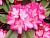 Эрапшен рододендрон цветки  (в тубе)