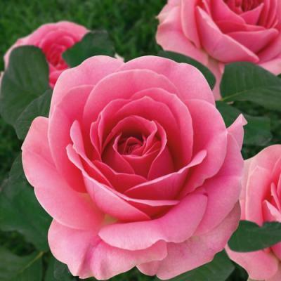 Грация роза нежно-розовая спрей 1шт