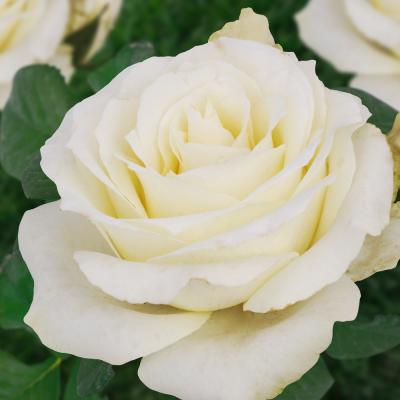Белиссимо роза чайно-гибридная, цветки бело-кремовые