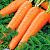 Нантская-4 морковь весовые 