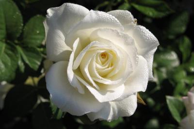 Маруся роза 1шт чайно-гибридная,цвет белый