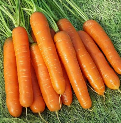 Рогнеда морковь весовые