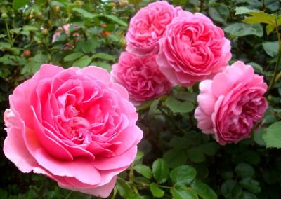 Розовая мечта роза розовая 1шт
